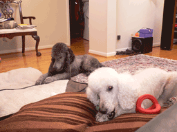 blake and taizen chewing a bone