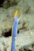 blue ribbon eel